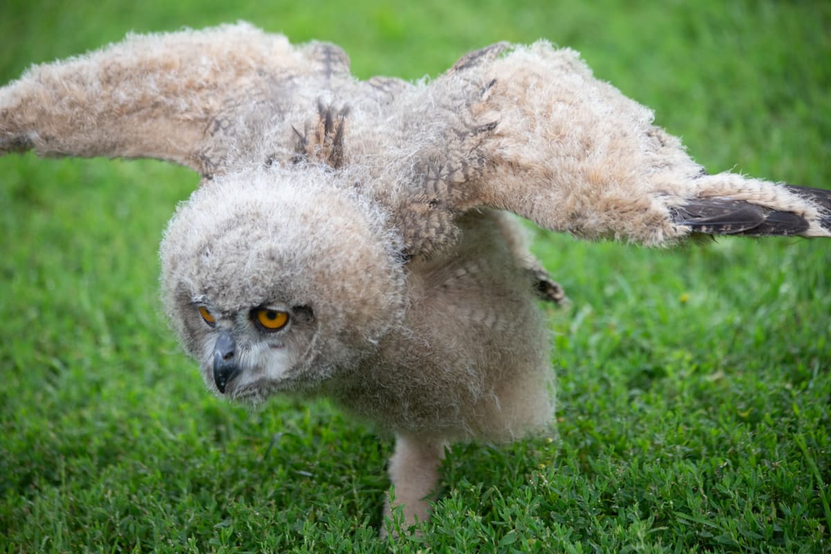 Owl plushy